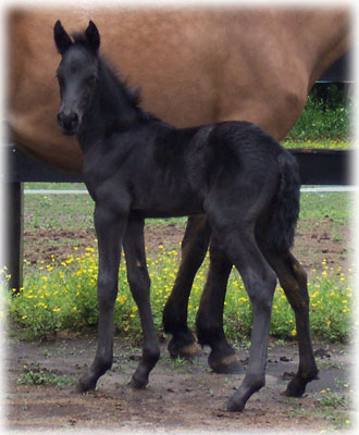Merlin looking handsome at 3 days old