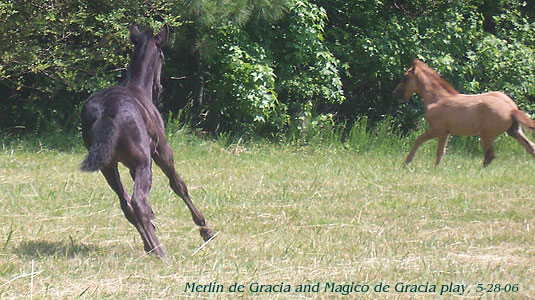 Merlin and Magico