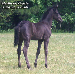 Merlin at 1 month old