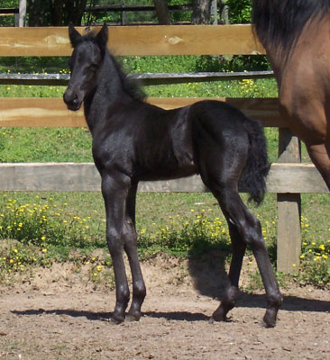 Merlin at 1 week old