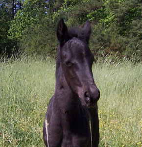 Merlin de gracia at 1 week old