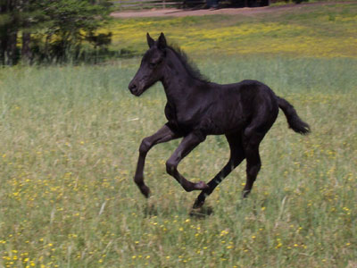 Gracewood Paso Fino colt Merlin de Gracia, now with a new home in South Carolina