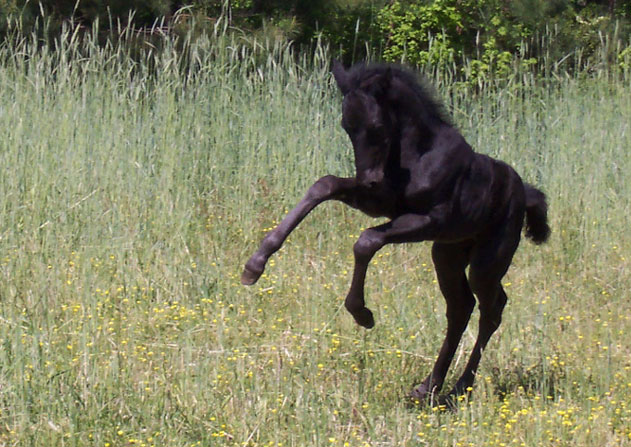 Milagro flies high at 1 week old!