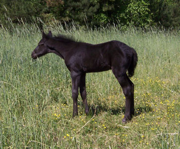 Merlin at 1 week old