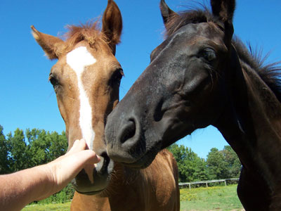Magico and Merlin 9-2-06