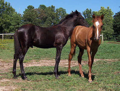 Merlin and Magico