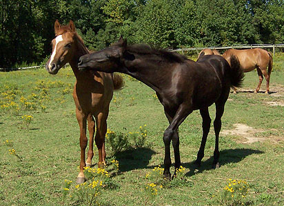 Magico and Merlin 9-2-06