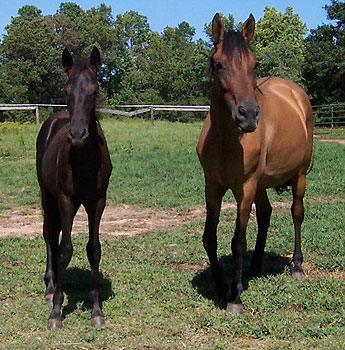 Merlin and Maja