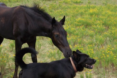 Merlin as a youngster and the farm dog Smut
