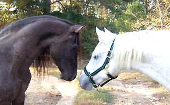 Emperador and Mia greet for the first time