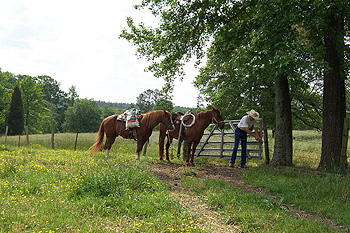 Equine Standards of Care