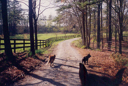 Winding driveway at Gracewood Farm