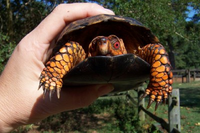 Wildlife - box turtle