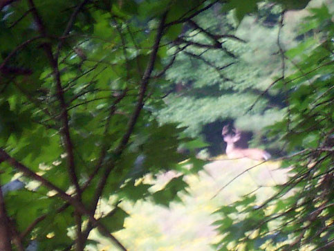 Large rack on buck at Gracewood Farm, Jan. 2008