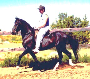 The Smoothest Ride Articles about Paso Fino Horses