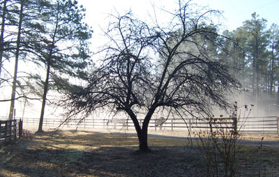 Horses' apple tree in the fog