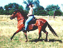 Ann Betts riding her Paso Fino mare Rosalina de Gracia