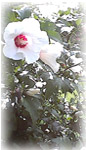 in memory of Equisita de Gracia