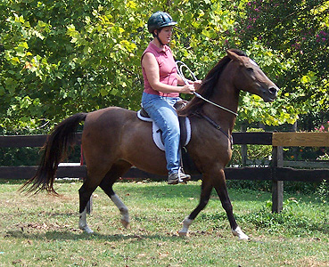 Lynn riding bridleless on Novia Dulce de Gracia