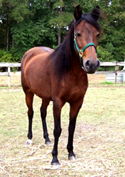 Picassa shows off her fine conformation at age 12.