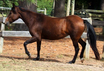 Picassa gaits very easily