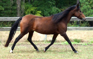 Picassa showing an extended stride
