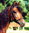 Ride a Gracia Paso Fino -- Picassa de Dulce  