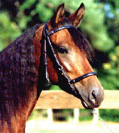 Picassa de Dulce looking fine 