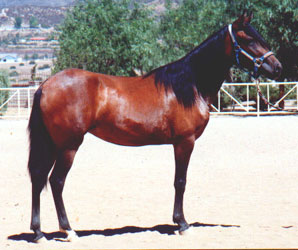 Picassa as a 2 year old filly in CA