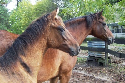 Insignia and 2007 colt -- Precision de Gracia -- October 2007