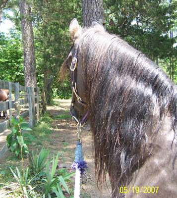 Emperador looking at his 2007 colt  Precision
