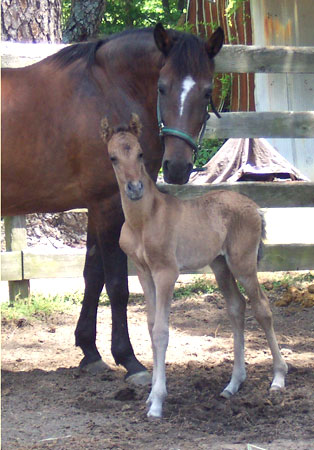 Precision looking at his daddy.