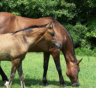 Precision with Insignia in pasture 