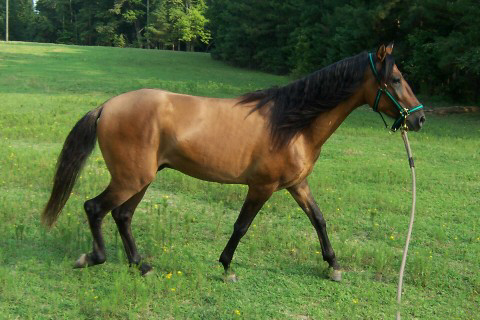 Precision de Gracia gaiting at liberty at age 2 years