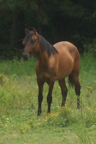 Precision in pasture '08