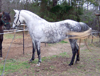 La Sombra 3-6-06