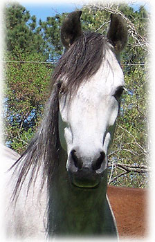 Sombra's portrait 4-10-06