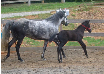 Sombra and her 2004 colt Dante 