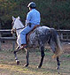 Ride a Gracewood Farm Paso Fino!