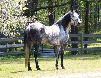 La Sombra's face , 4/2005