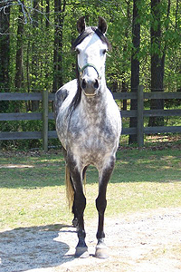 Sombra looking like her sire Emperador 