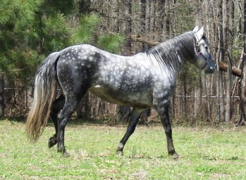 Sombra taking a stroll, April 2005