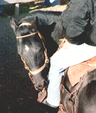 Flexing your Paso Fino