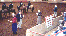 Judges tieing a class at a Paso Fino Show