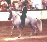 Plebeyo's length of stride is medium in length, demonstrating a collected corto here.