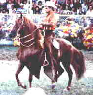 Resorte IV executes the classic fino gait in full collection with a short stride, no doubt with quickness of footfall.