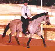 Pasiflora Sin Par, a National Champion daughter of El Pastor, shows the long extended stride of the Largo.