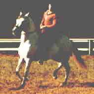 This older Paso Fino exhibits the lateral footfall of the pace. The legs on each side of the horse are in the similar space to hit the ground about the same time.