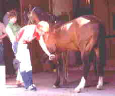 PFHA Foundation Sire Hilaches gets his hooves trimmed.