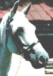 Cortesia que tal (Mahoma x Rosada) shows her natural beauty and breed type.